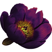 flower1